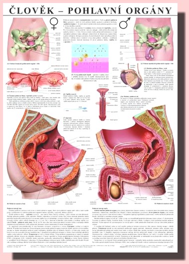 Člověk pohlavní orgány (nástěnná mapa)